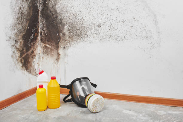Best Commercial Mold Removal  in North Beach Haven, NJ