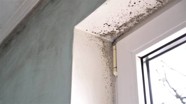 Best Attic Mold Removal  in North Beach Haven, NJ