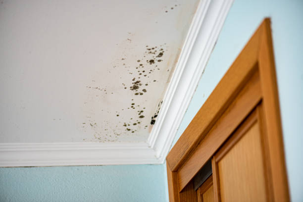 Best Mold Damage Repair  in North Beach Haven, NJ