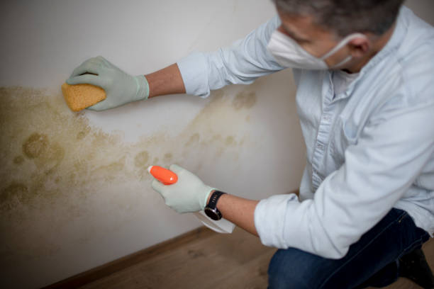 Best Commercial Mold Removal  in North Beach Haven, NJ