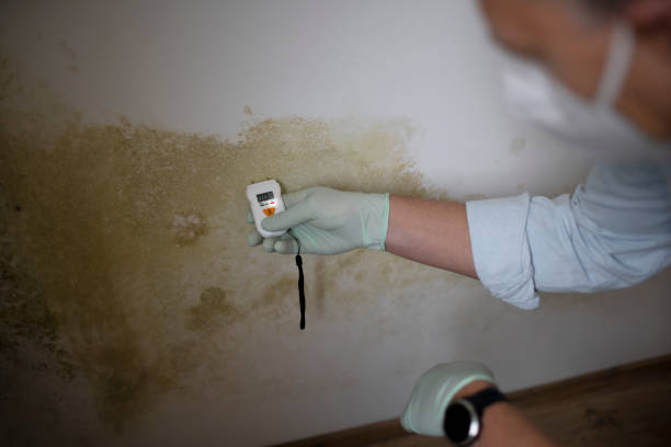 Mold Testing and Removal in North Beach Haven, NJ