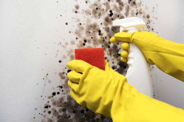 Best Emergency Mold Removal  in North Beach Haven, NJ