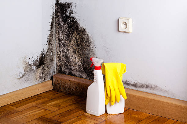 Best Local Mold Removal Service  in North Beach Haven, NJ